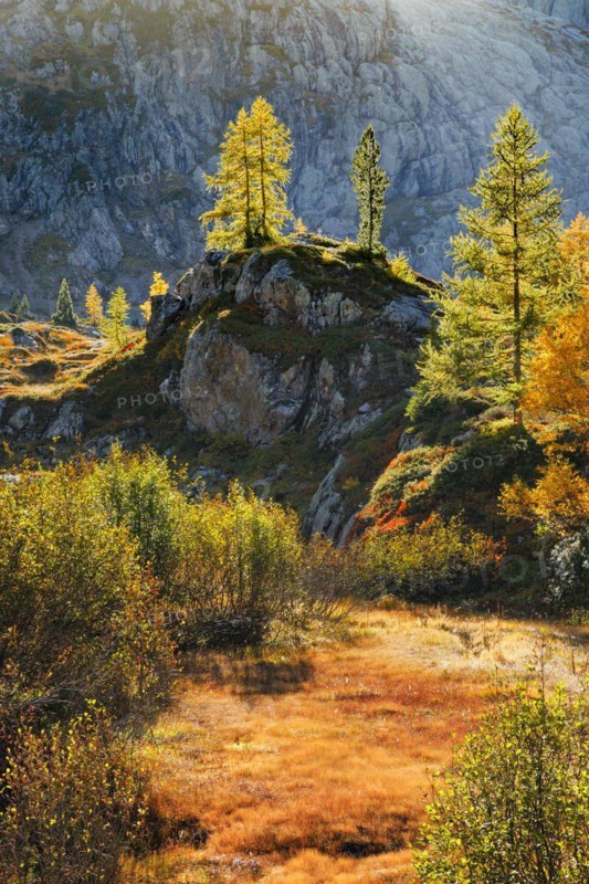 Autumn-coloured vegetation in the Valais Alps, Canton Valais, Switzerland