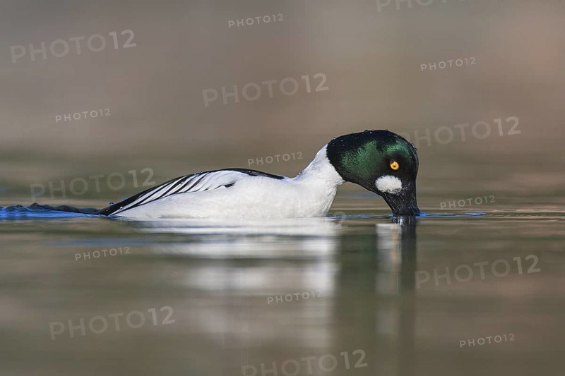 Common Goldeneye (Bucephala clangula) male, British Columbia, Canada