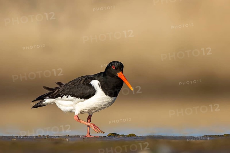 Eurasian Oystercatcher (Haematopus ostralegus) female, North Rhine-Westphalia, Germany