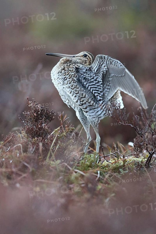 Great Snipe (Gallinago media) flapping wings, Buskerud, Norway