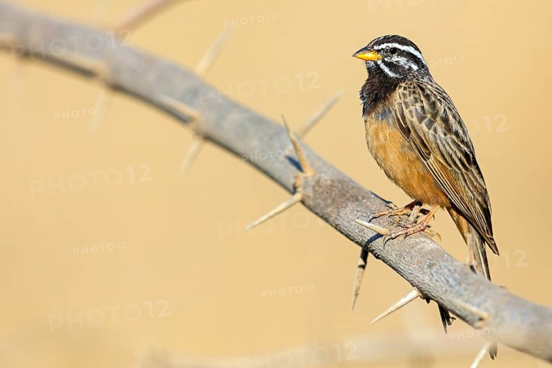 Mountain bunting, (Emberiza tahapis), African bunting species, Ayn Tobroq and Ayn Athum junction, Salalah, Dhofar, Oman