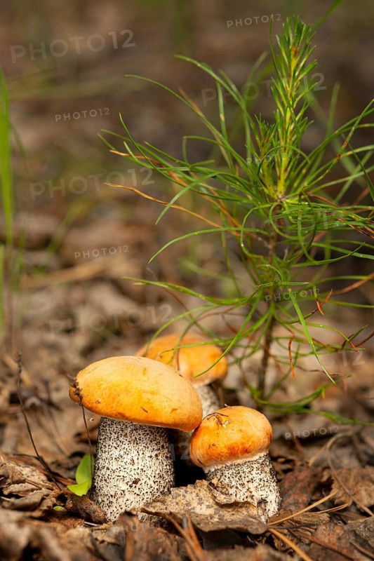 A close-up shot capturing the naturally vibrant Orange Birch Bolete (Leccinum versipelle) mushrooms among a backdrop of conifer sprigs and forest ground