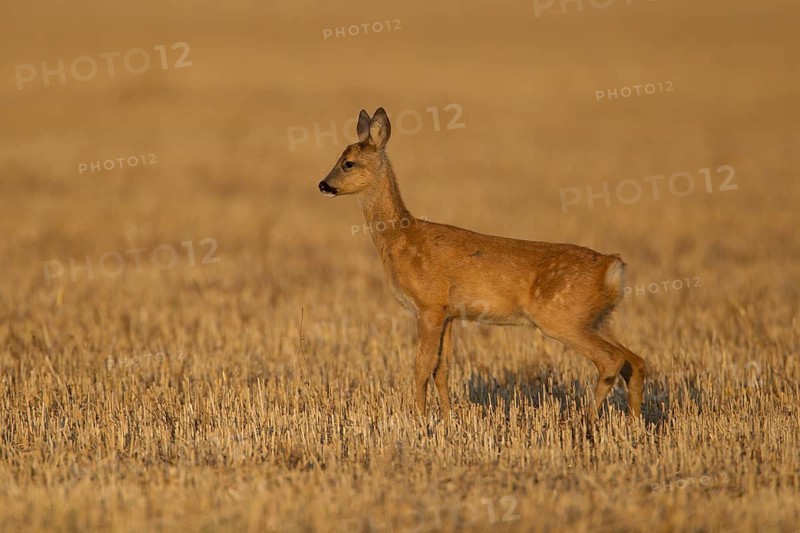 Roe deer (Capreolus capreolus) juvenile baby fawn animal in a farmland stubble field in summer, Suffolk, England, United Kingdom