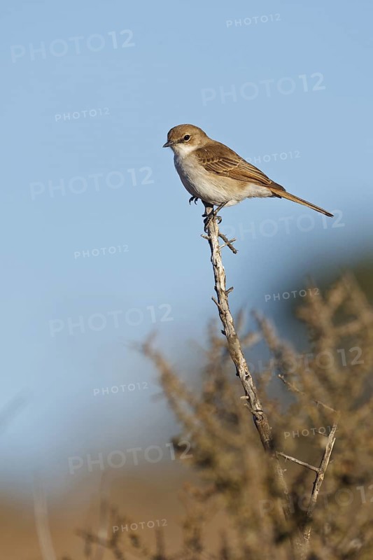 Marico Flycatcher (Melaenornis mariquensis), Northern Cape, South Africa