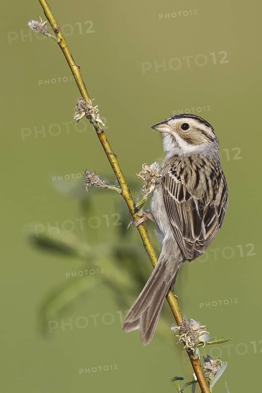 Clay-colored Sparrow (Spizella pallida), Michigan, USA