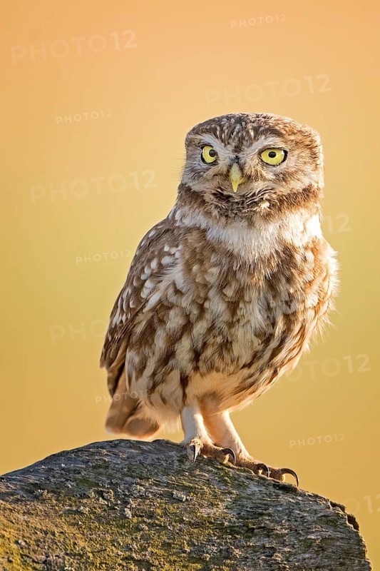 Little Owl (Athene noctua) perched on a rock, Hungary