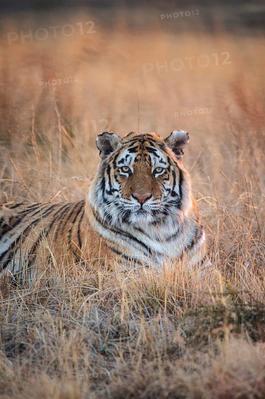 Bengal Tiger (Panthera tigris) adult portrait in morning light, captive, Philippolis, South Africa