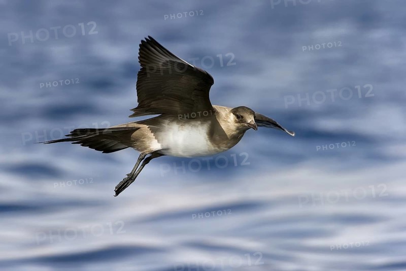 Parasitic Jaeger (Stercorarius parasiticus) flying, Eilat, Israel