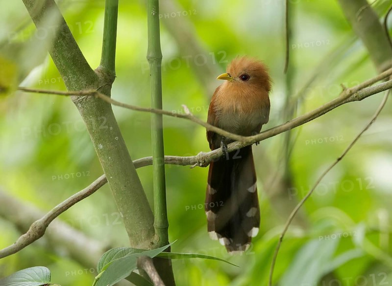 Little Cuckoo (Coccycua minuta) perched on a twig, Manabi, Ecuador
