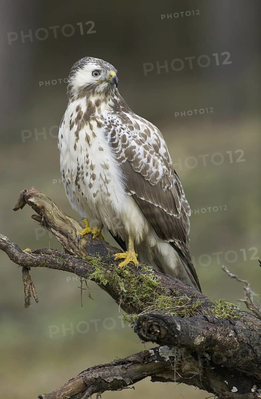Common Buzzard (Buteo buteo), Saxony, Germany