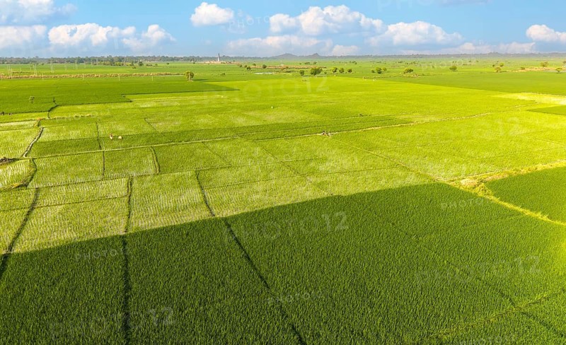 An aerial view shows patchwork green paddy fields stretching across the countryside under a clear sky, reflecting active rice cultivation in rural India
