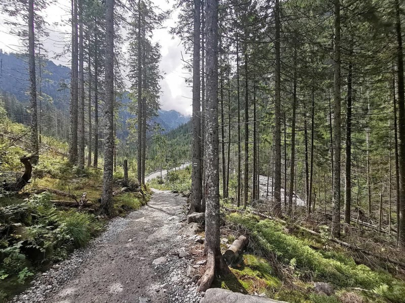Sunny forest trail snakes through tall trees, Zakopane, hiking in the High Tatras National Park, Carpathian Mountains, Poland