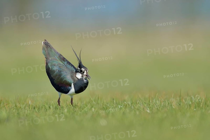 Northern Lapwing (Vanellus vanellus), Texel, Netherlands