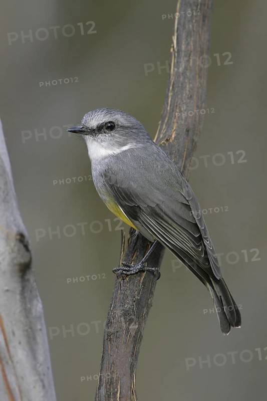 Western Yellow Robin (Eopsaltria griseogularis), South Australia, Australia