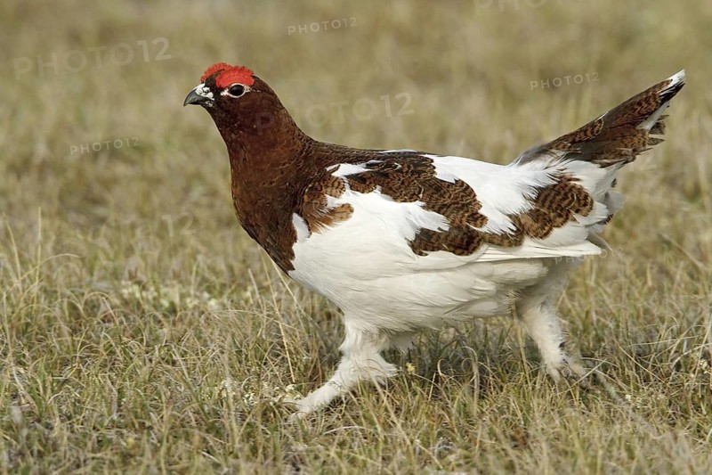 Willow Ptarmigan (Lagopus lagopus), Manitoba, Canada