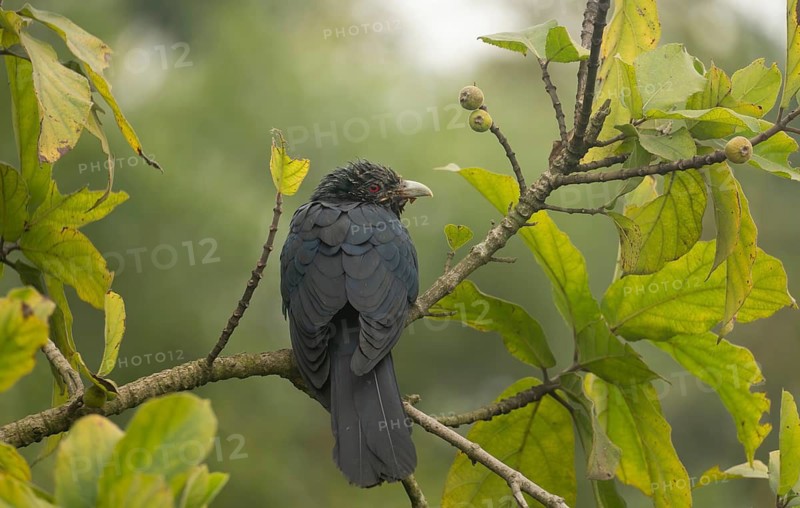 A male Asian koel (Eudynamys scolopaceus) on a tree branch, Sreepur, Gazipur, Bangladesh