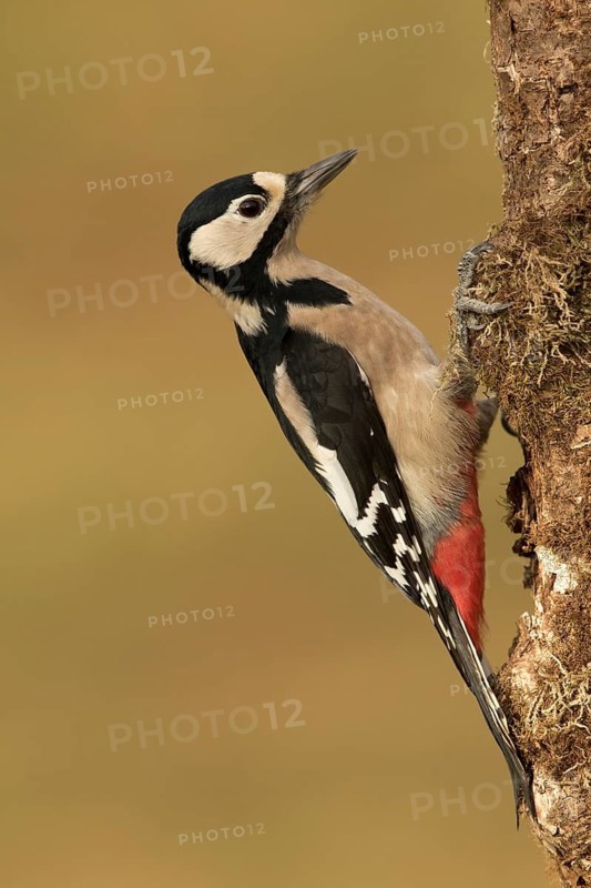 Great Spotted Woodpecker (Dendrocopos major) female climbing tree trunk, Bavaria, Germany