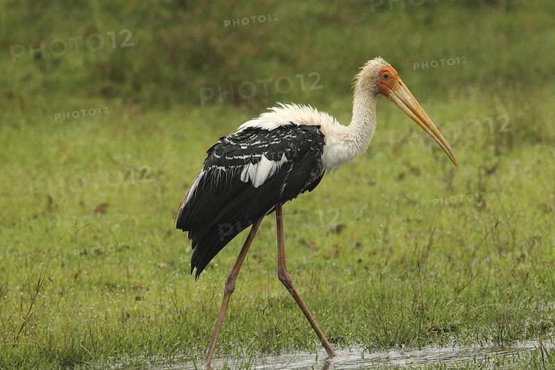 Painted Stork (Mycteria leucocephala), Sri Lanka