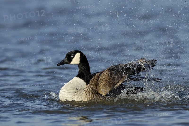 Kanadagans (Branta canadensis) badet