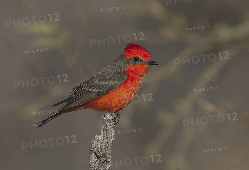 Vermilion Flycatcher (Pyrocephalus rubinus), Arizona, USA