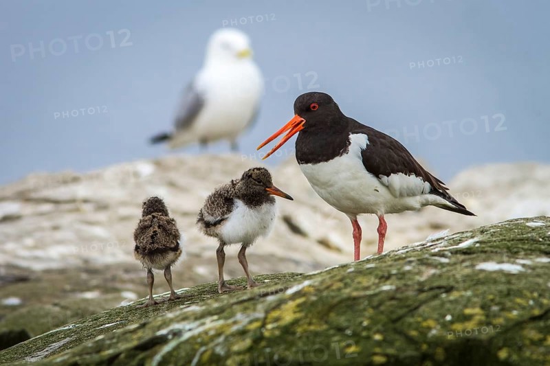 Eurasian Oystercatcher (Haematopus ostralegus) adult and chick, Farne Islands, United Kingdom