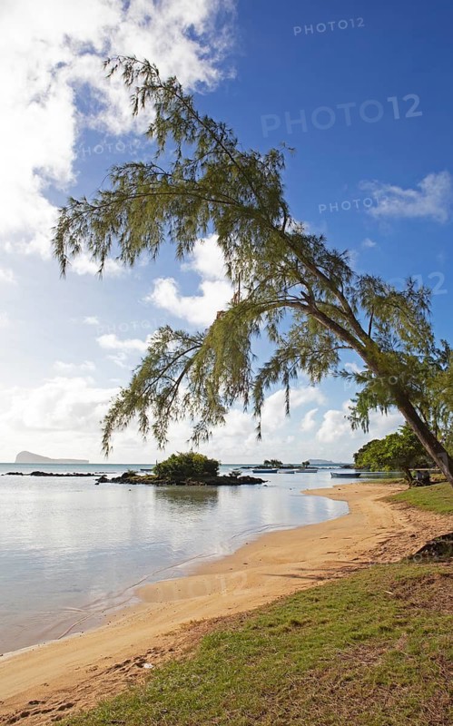 Casuarina on the beach at the Indian Ocean near Calodyne, behind the island Gunner's Coin, district Riviere du Rempart, Mauritius