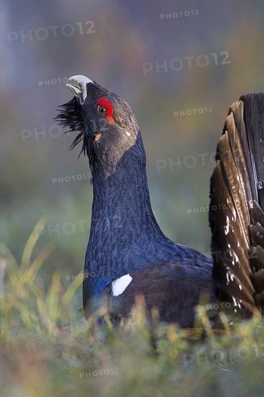 Western Capercaillie (Tetrao urogallus) male, Nizhegorodskaya, Russia