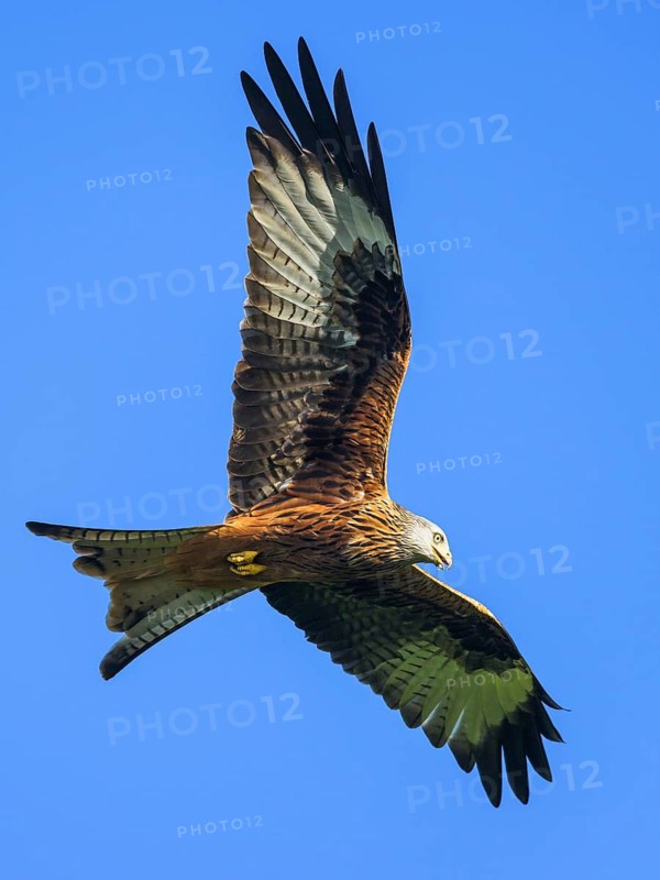Red Kite, Milvus milvus, bird in flight