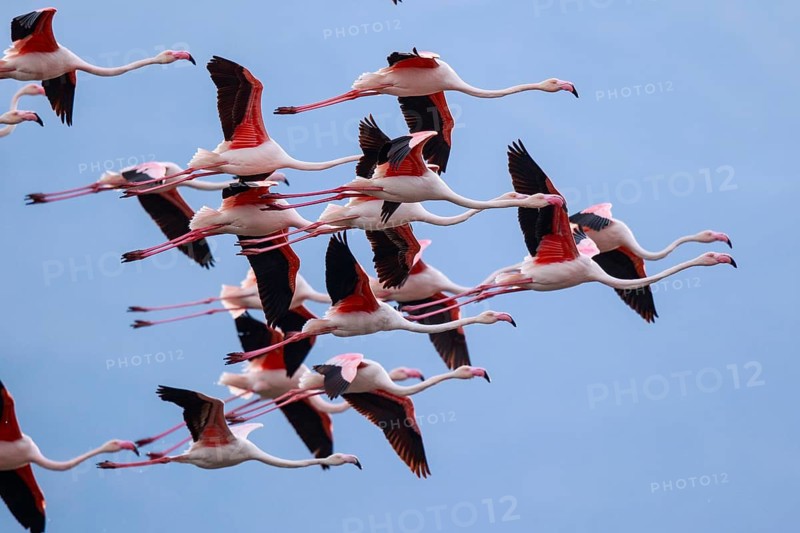 Greater Flamingo (Phoenicopterus roseus) group flying, Greece