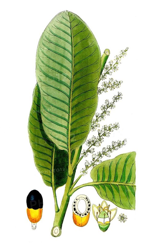Semecarpus anacardium, marrow tree, also East Indian ink tree, East Indian elephant louse tree, East Indian marrow tree or Malacca nut tree, digital reproduction of a historical model, between 1790 and 1810
