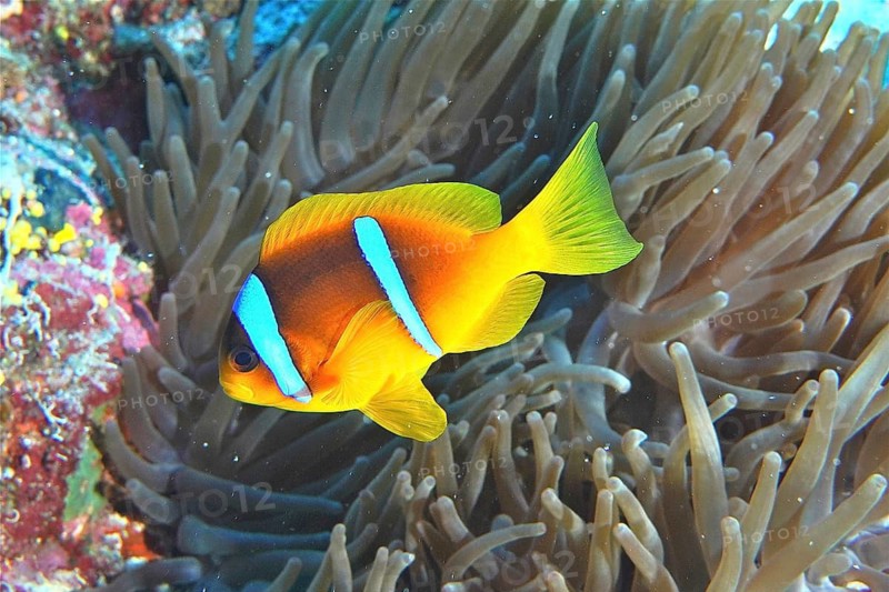 Red sea anemonefish (Amphiprion bicinctus)
