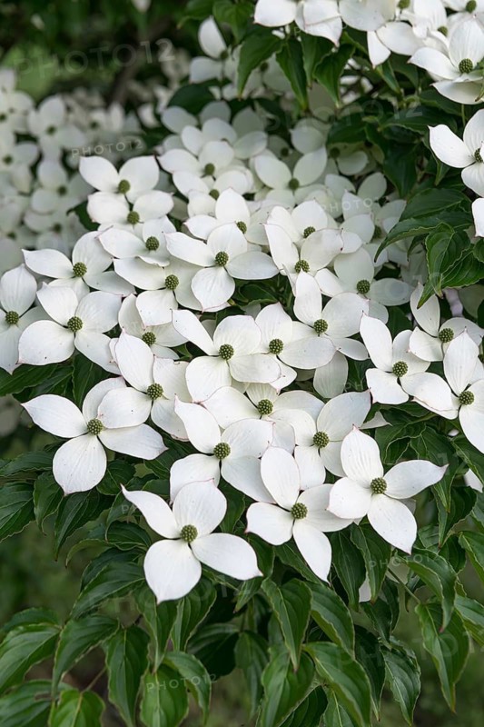 Chinese flowering dogwood (Cornus kousa var. chinensis), Home Depot, United States of America