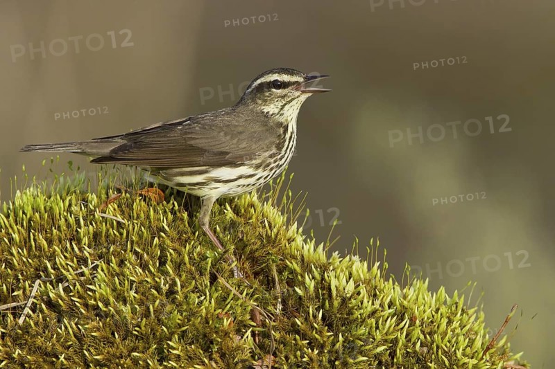 Northern Waterthrush (Parkesia noveboracensis), Manitoba, Canada