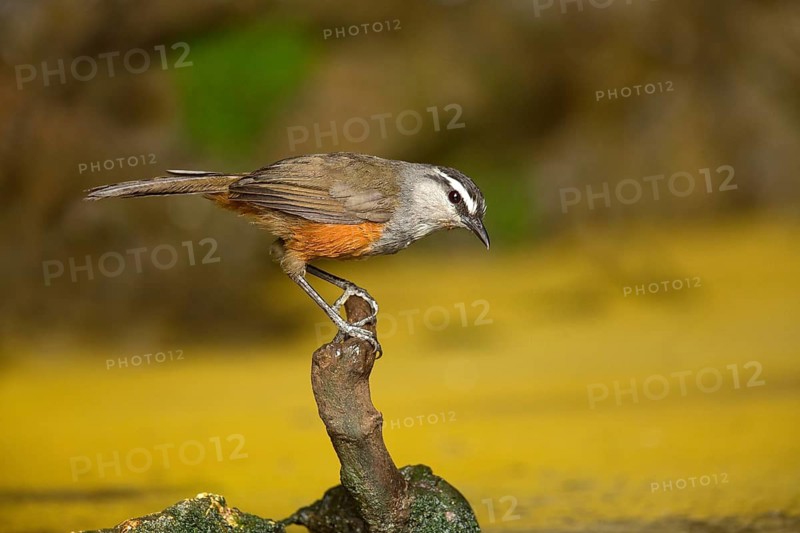 Palani Laughingthrush (Montecincla fairbanki) perched on stump, Kerala, India