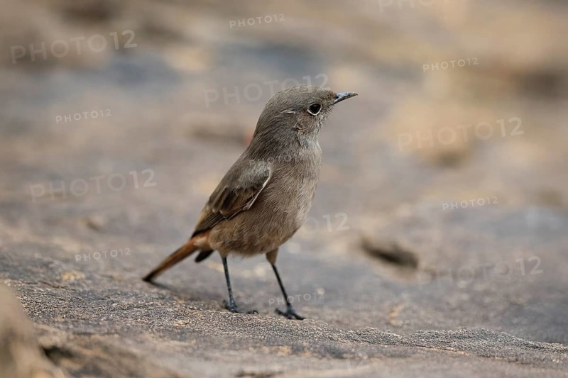 Rusty-tailed Wheatear, (Oenanthe familiaris), adult, alert, Mountain Zebra National Park, South Africa