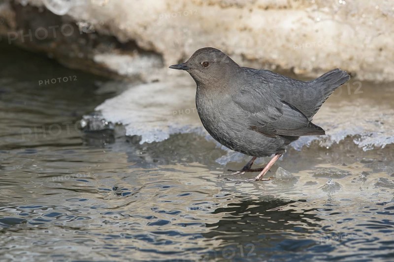 American Dipper (Cinclus mexicanus), Alaska, USA