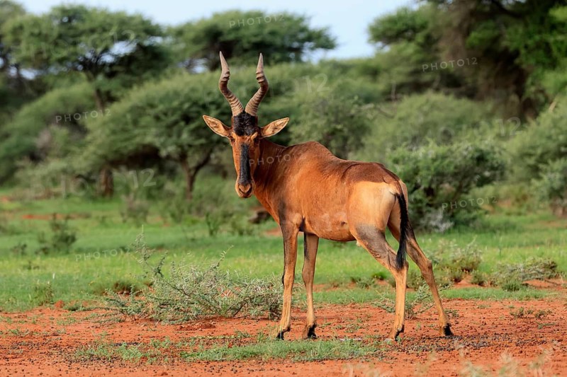 Red hartebeest (Alcelaphus buselaphus caama), Kaama, adult, alert, foraging, Mokala National Park, Northern Cape, South Africa