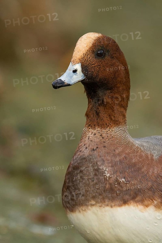 Eurasian Wigeon (Mareca penelope) male, Arizona, USA