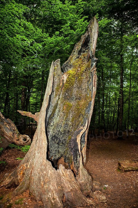 Old rotten oak tree, Primeval forest Urwald Sababurg, Hofgeismar, Weser Uplands, Weserbergland, Hesse, Germany