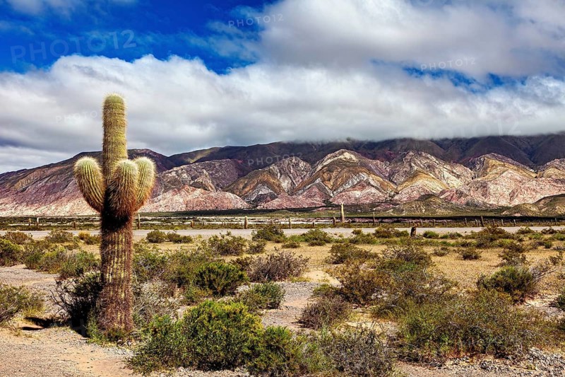 Single large cactus in a dry landscape with mountains and clouds in the background, The landscape of the Quebrada with its large cacti near Salta in Argentina, Cardón cactus (Echinopsis atacamensis)