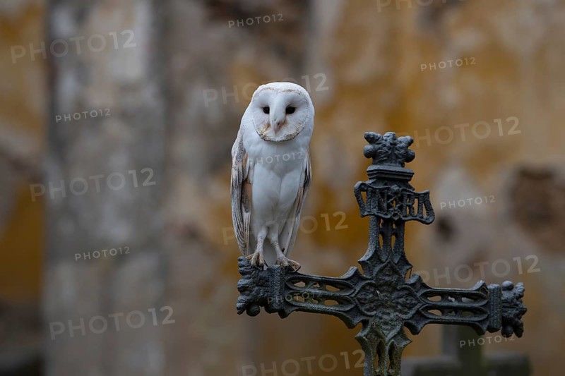 Barn owl in a cemetery, Bitburg, Rhineland-Palatinate, Germany