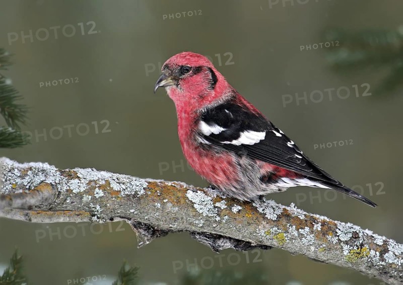 Two-barred Crossbill (Loxia leucoptera) male, Saskatchewan, Canada