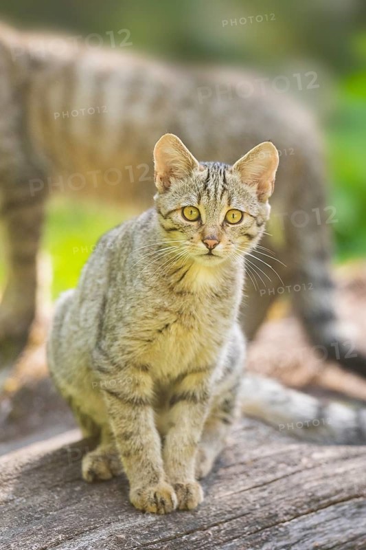 European wildcat (Felis silvestris silvestris) on an old tree trunk, Hesse, Germany