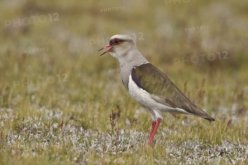 Andean Lapwing (Vanellus resplendens), Ecuador
