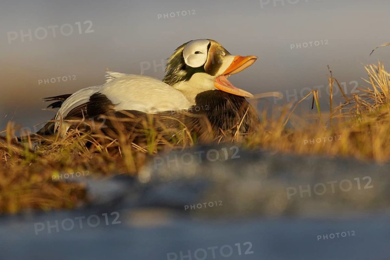 Spectacled Eider (Somateria fischeri) feeding on a small pond on the tundra in Northern Alaska