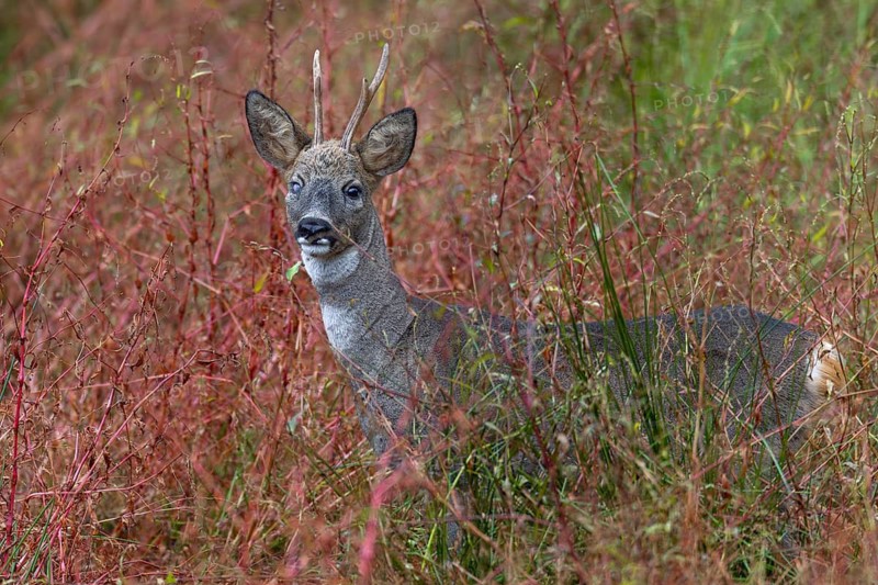An old roebuck (Capreolus capreolus) blinded in one light (eye), disability, October, Germany