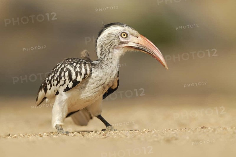 Northern Red-billed Hornbill (Tockus erythrorhynchus), Northern Cape, South Africa