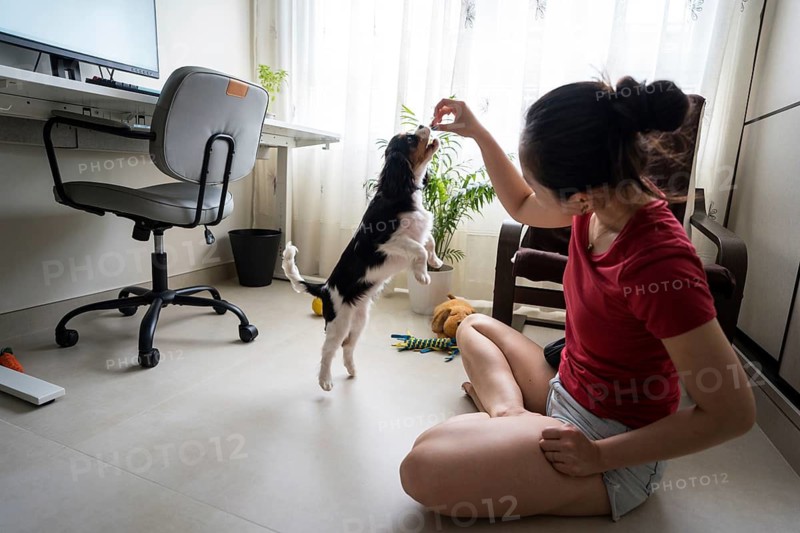 A young woman provides dog training to her Cavalier King Charles Spaniel at home. The puppy eagerly jumps, enjoying the interactive session in a cozy indoor setting