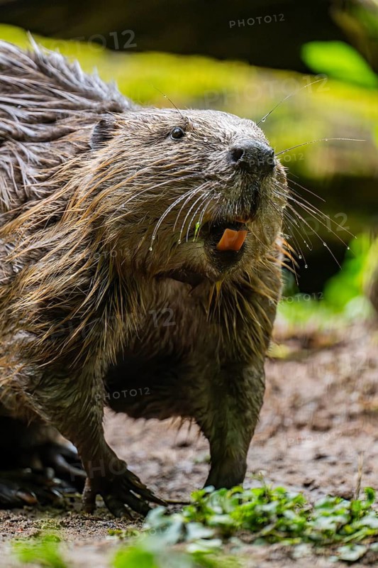 Eurasian beaver (Castor fiber) on the ground in the evening, Bavaria, Germany