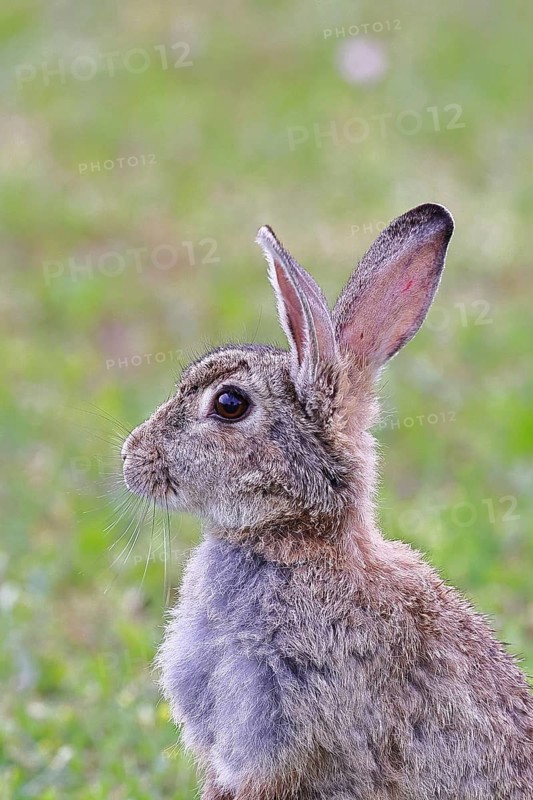 Wild rabbit (Oryctolagus cuniculus), sitting in a meadow, fully grown, alert, animal portrait, wildlife, animals, rodent, Podersdorf, Lake Neusiedl-Seewinkel National Park, Burgenland, Austria